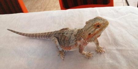 Pozdrav jeseni, foto PGD Selo pri Mirni