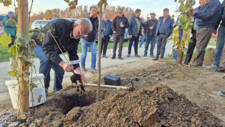 Vinogradniški hram - sadimo trto